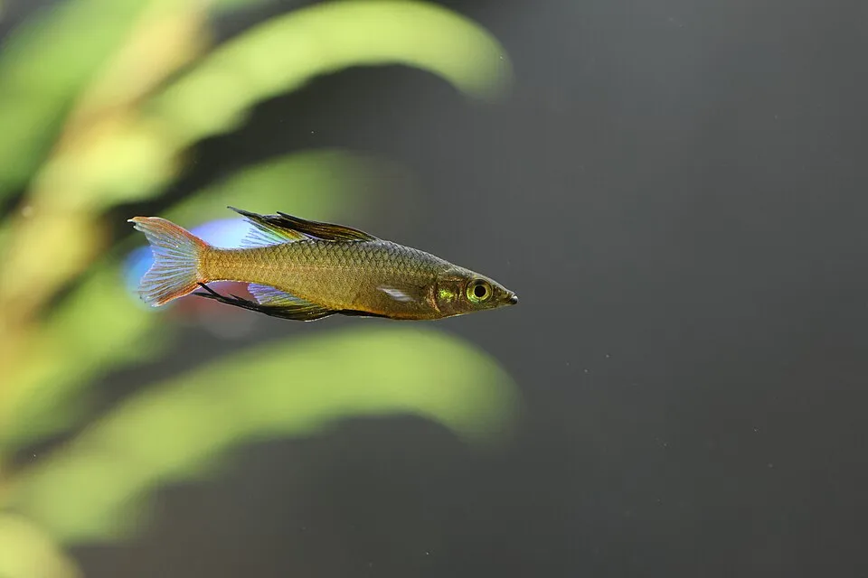 Threadfin rainbowfish (Iriatherina werneri)