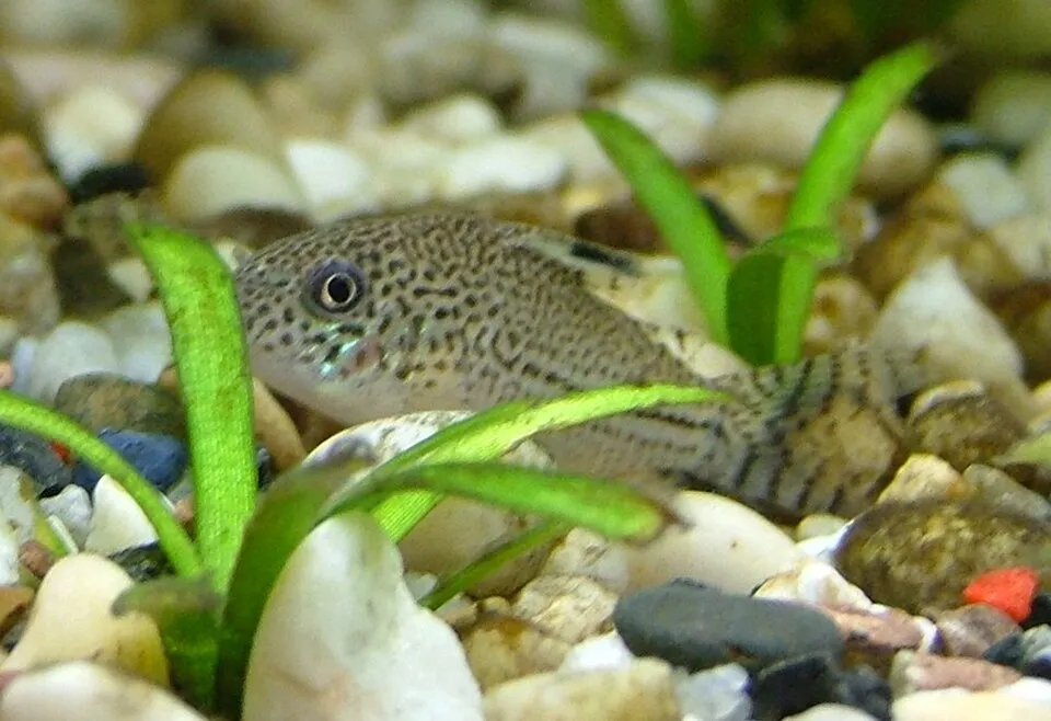 Julii cory (Corydoras julii)