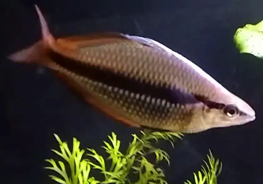 New Guinea rainbowfish (Melanotaenia affinis)