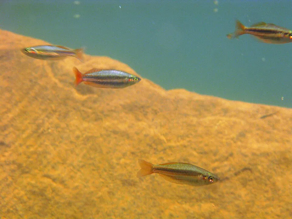 Western rainbowfish (Melanotaenia australis)