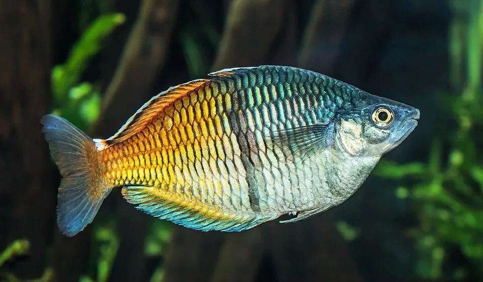 Boeseman's rainbowfish (Melanotaenia boesemani)