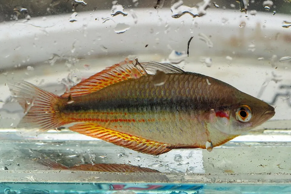 Duboulayi's rainbowfish (Melanotaenia duboulayi)