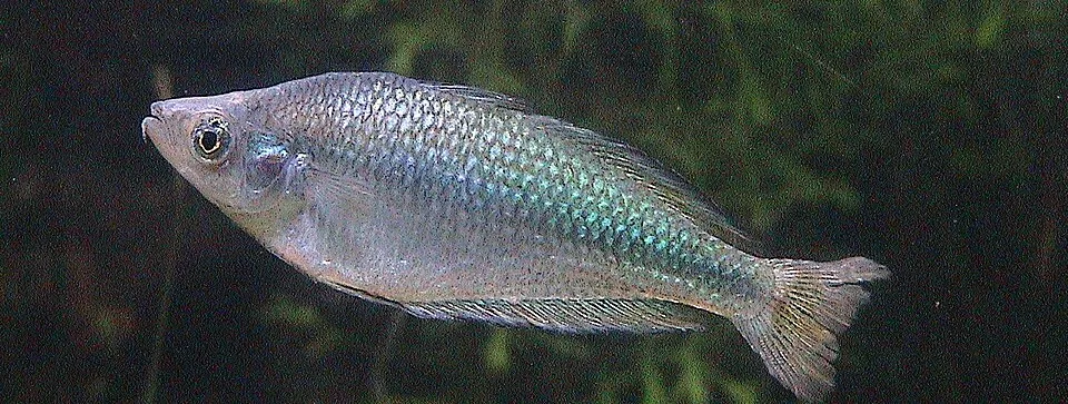 Australian rainbowfish (Melanotaenia fluviatilis)