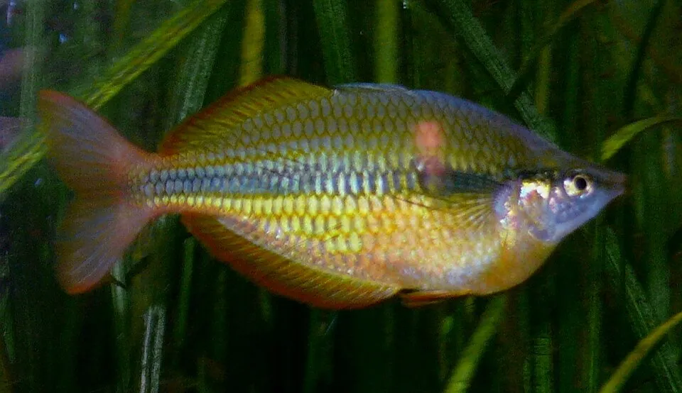 Lake Tebera rainbowfish (Melanotaenia herbertaxelrodi)