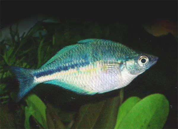 Lake Kutubu rainbowfish (Melanotaenia lacustris)