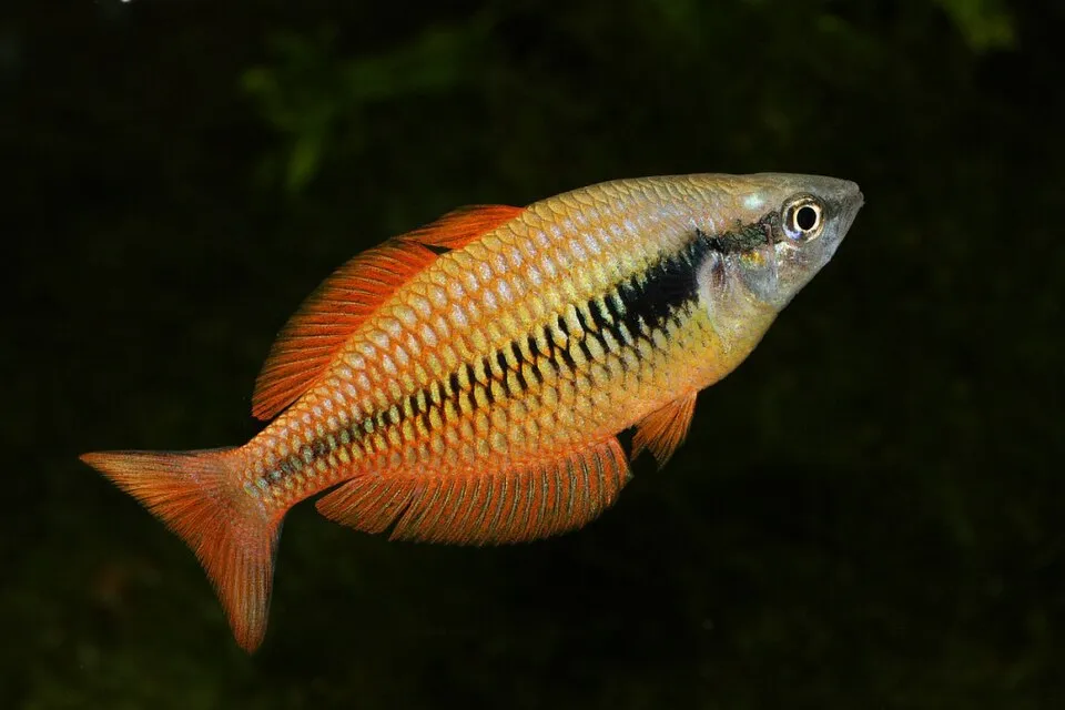 Lake Kurumoi rainbowfish (Melanotaenia parva)