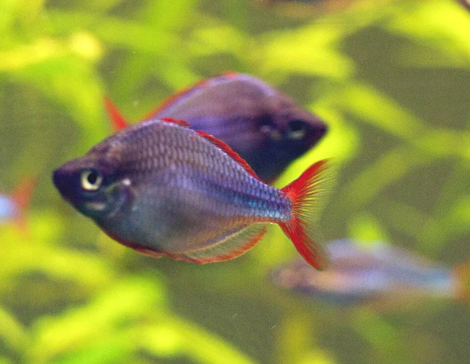 Neon rainbowfish (Melanotaenia praecox)