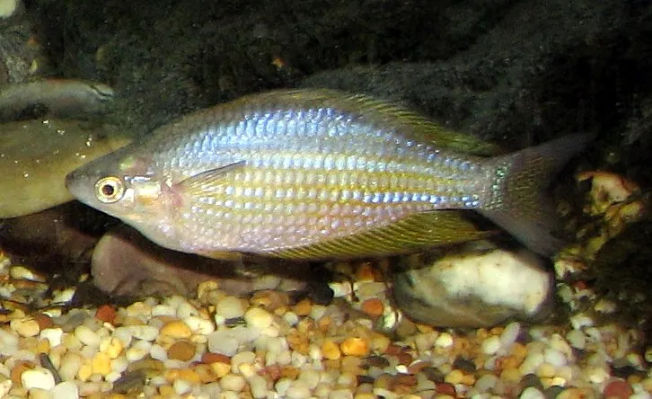 Eastern rainbowfish (Melanotaenia splendida splendida)