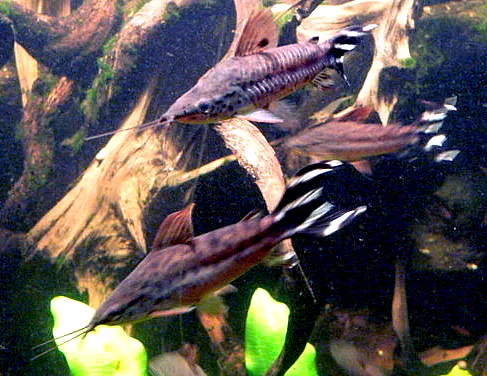 Flagtail catfish (Dianema urostriatum)