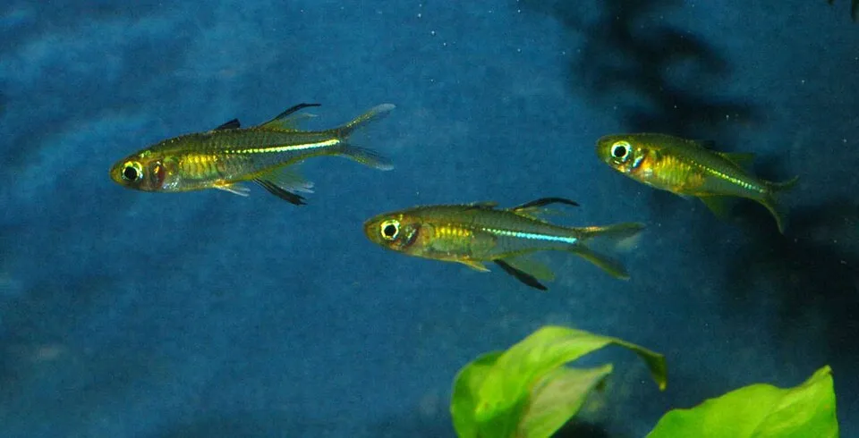 Celebes rainbow (Marosatherina ladigesi)