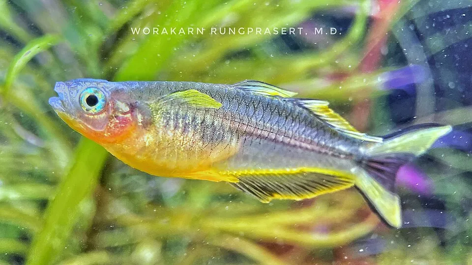 Forktail blue-eye (Pseudomugil furcatus)