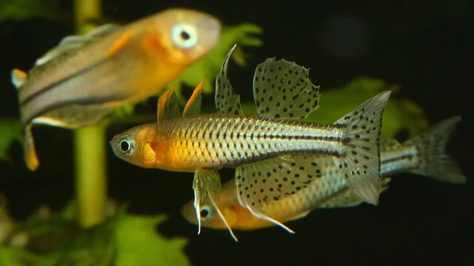Spotted blue-eye (Pseudomugil gertrudae)
