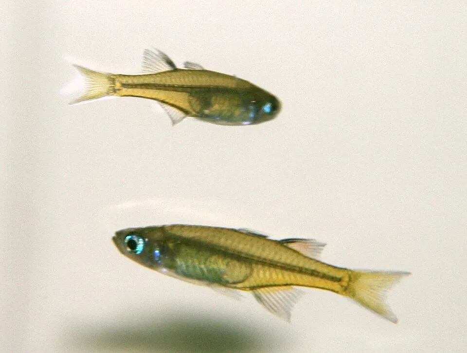 Pacific blue-eye (Pseudomugil signifer)