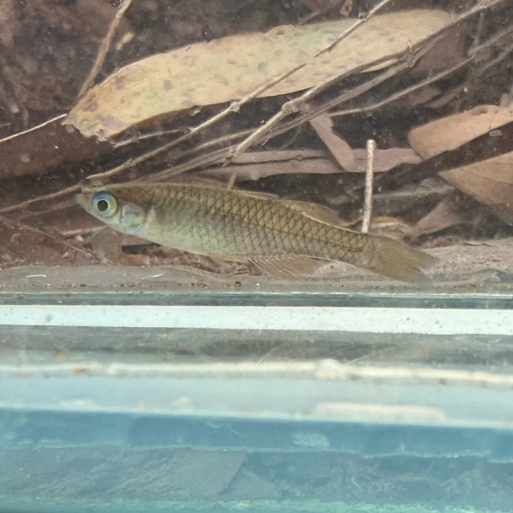 Delicate blue-eye (Pseudomugil tenellus)