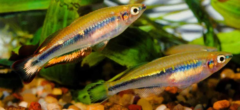 Madagascar rainbowfish (Bedotia madagascariensis)