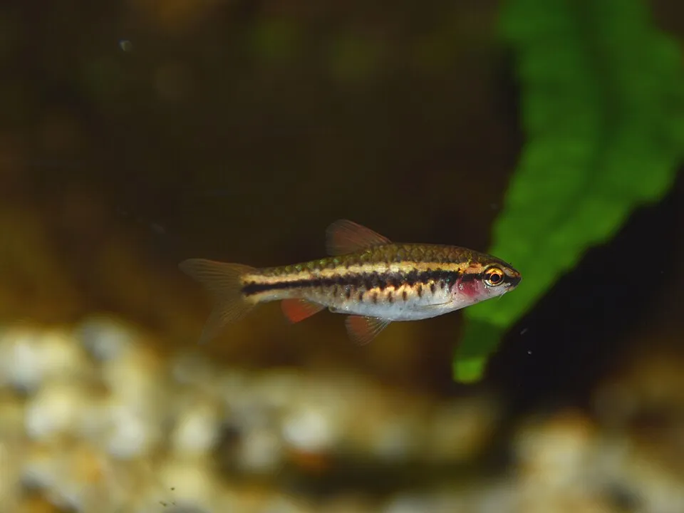 Cherry barb (Puntius titteya)