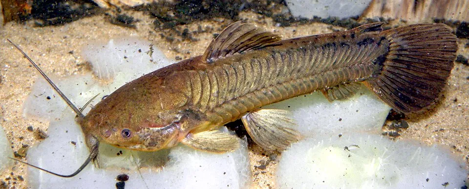 Cascarudo (Callichthys callichthys)