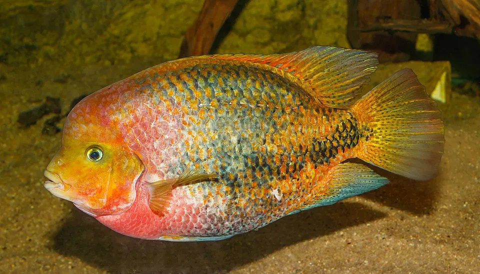 Redhead Cichlid (Vieja melanurus)