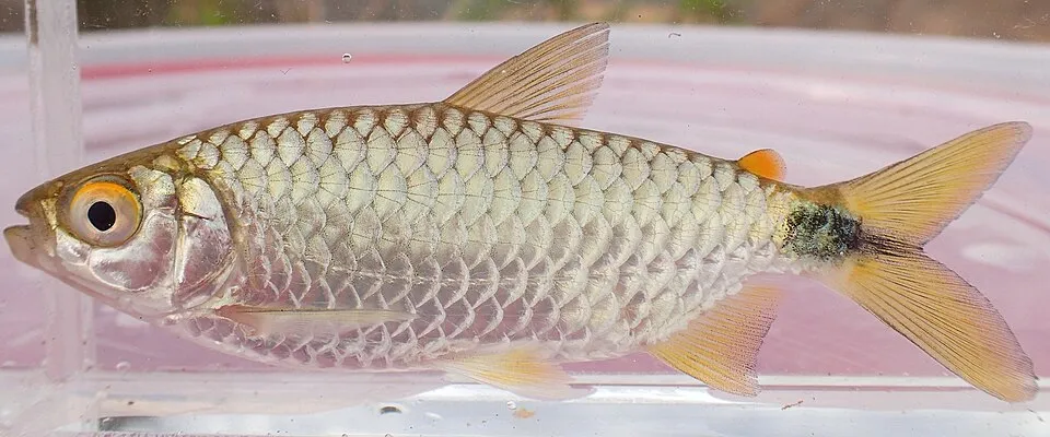 Spot-tail Tetra (Brycinus imberi)