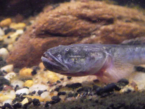 Violet Goby (Gobioides broussonnetii)