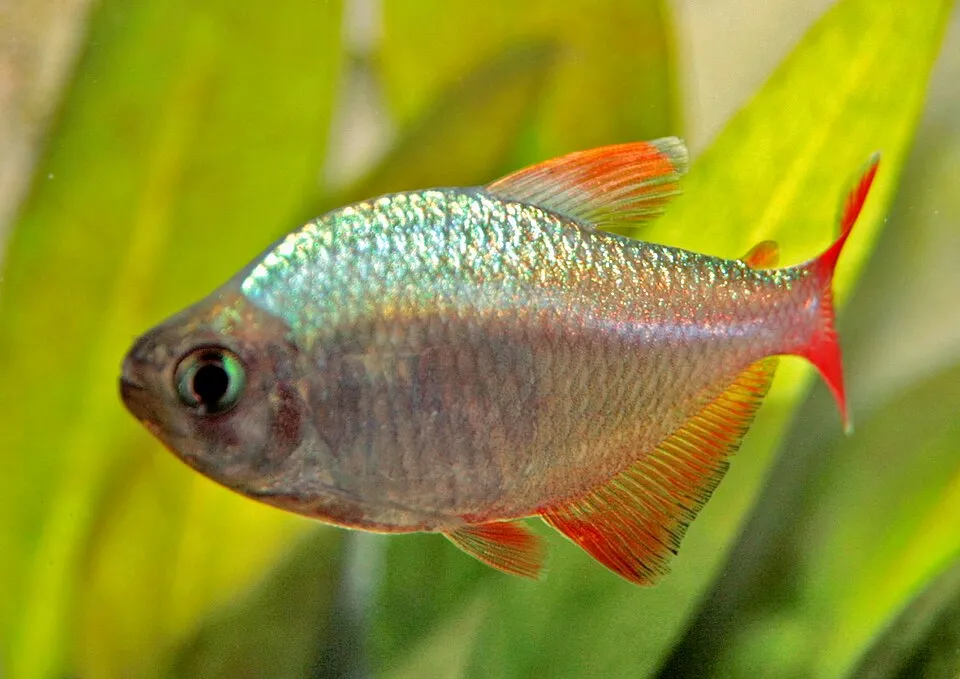 Colombian Tetra (Hyphessobrycon columbianus)