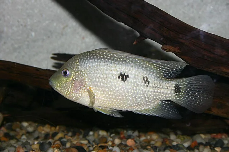 Texas Cichlid (Herichthys cyanoguttatus)