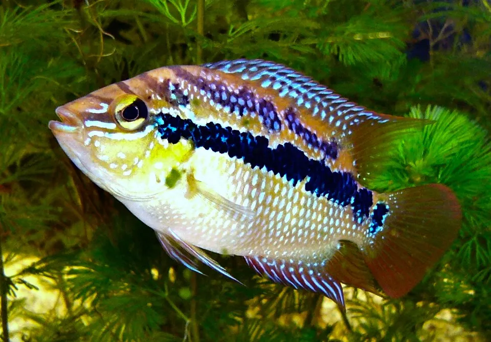 Salvin's Cichlid (Cichlasoma salvini)
