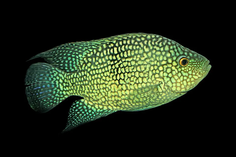 Pearlscale Cichlid (Herichthys carpintis)