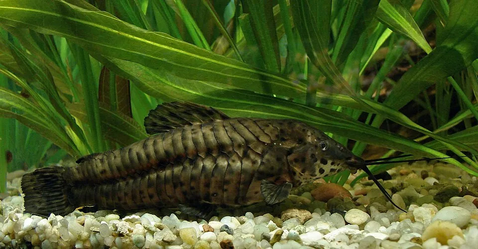 Spotted hoplo (Megalechis thoracata)