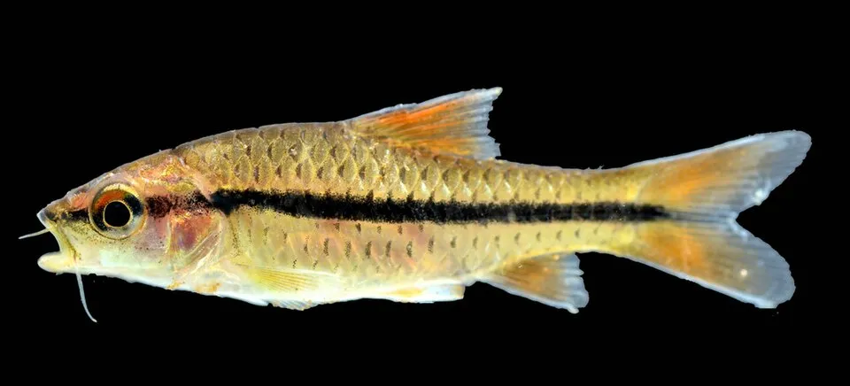 Spotscale Barb (Barbus holotaenia)