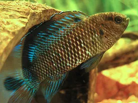 Badis (Badis badis)