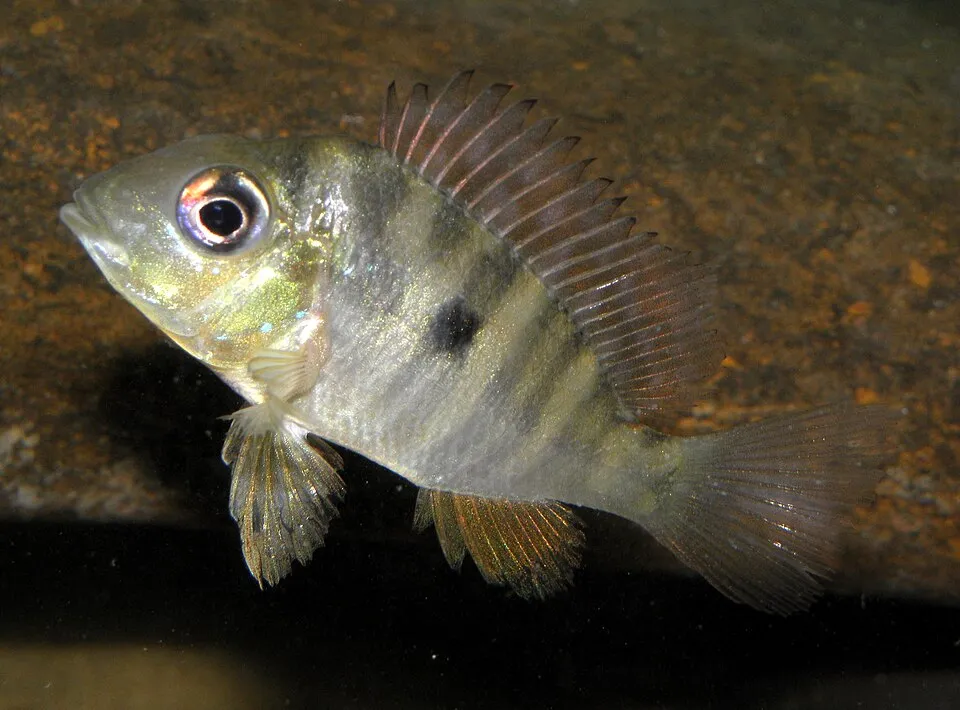 Paraguay Eartheater (Gymnogeophagus balzanii)