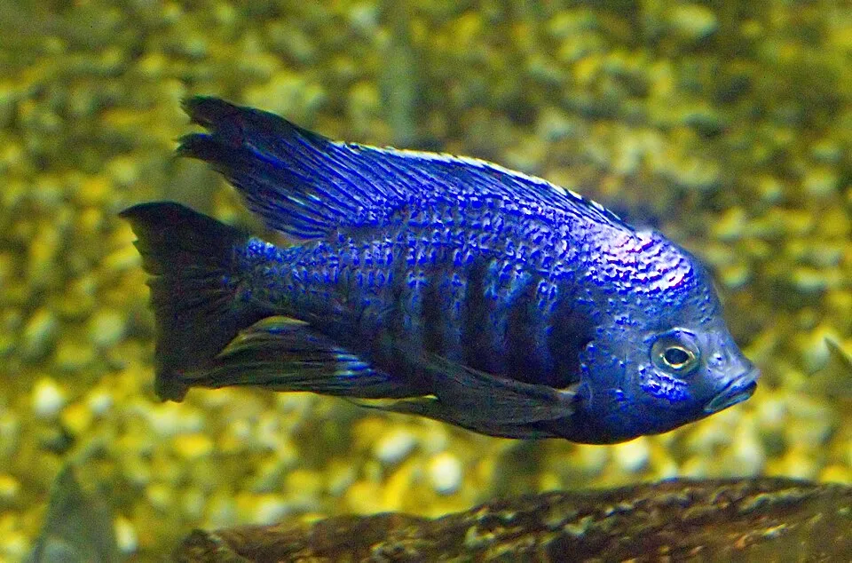 Azureus (Copadichromis azureus)