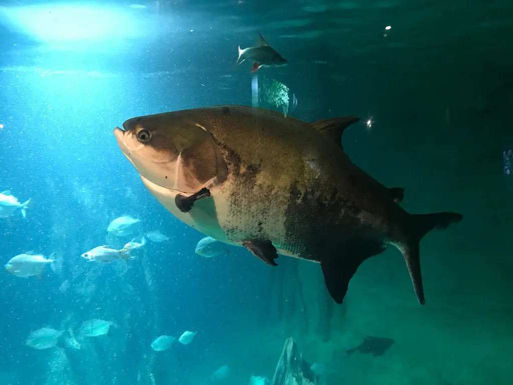 Black Pacu (Colossoma macropomum)