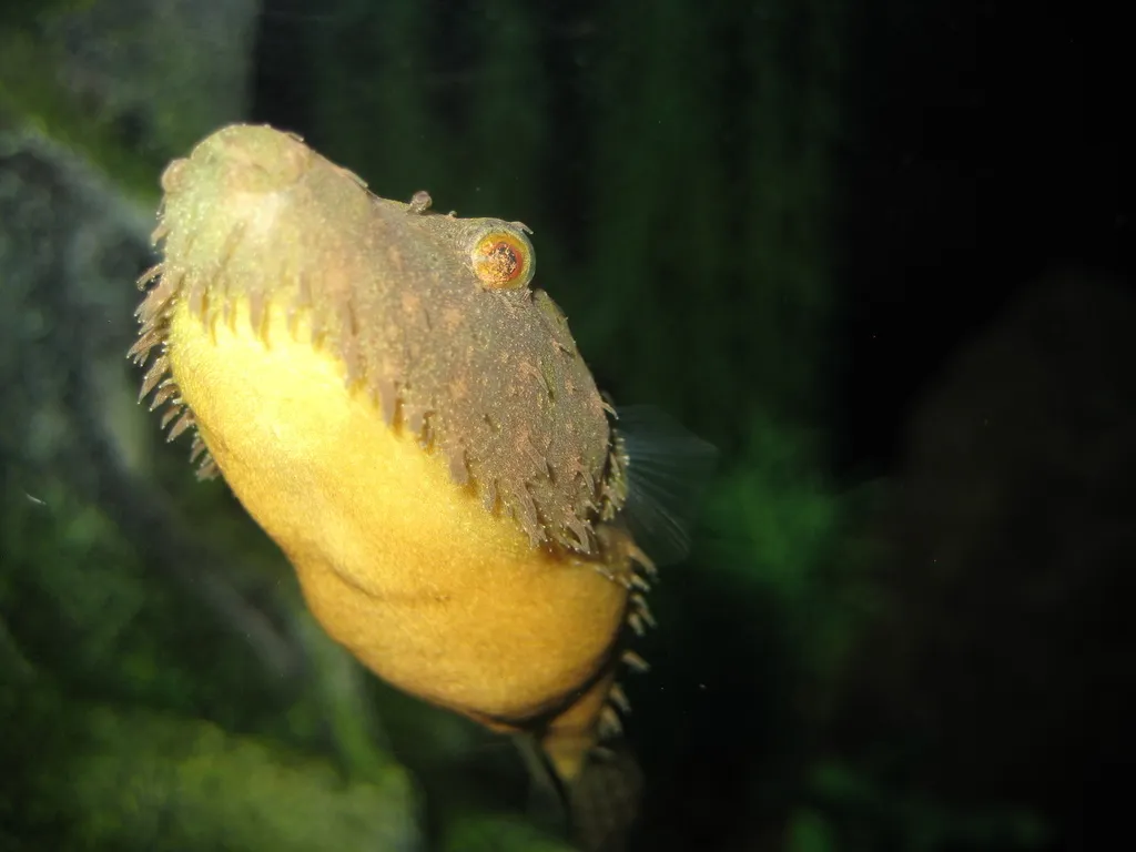 Hairy Puffer (Tetraodon baileyi)