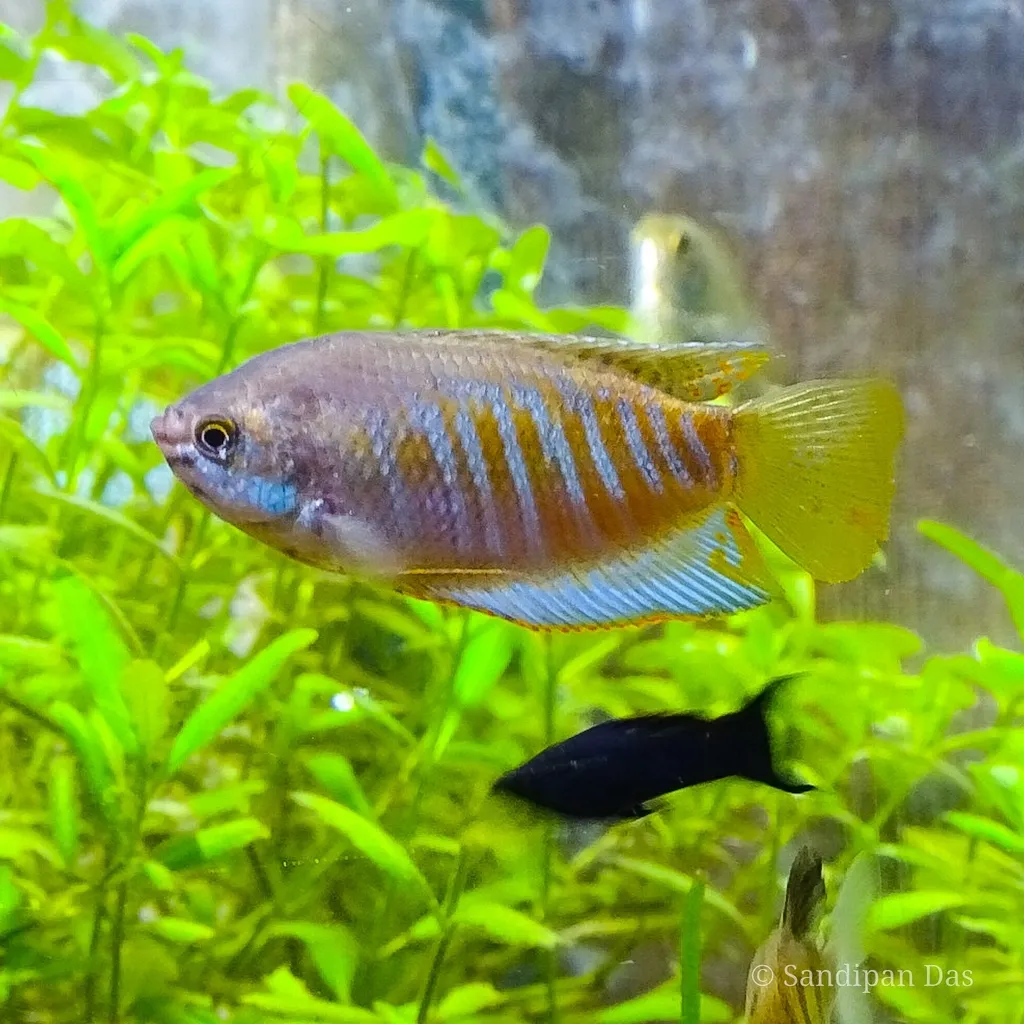 Banded Gourami (Trichogaster fasciata)