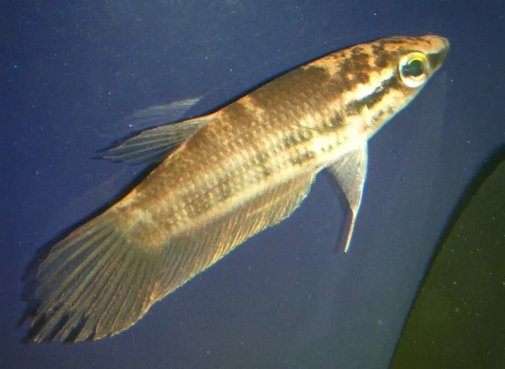 Pugnax Betta (Betta pugnax)