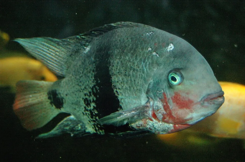 Blackbelt Cichlid (Vieja maculicauda)