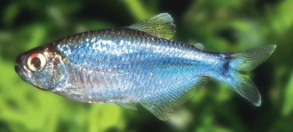 Cochu's blue tetra (Boehlkea fredcochui)