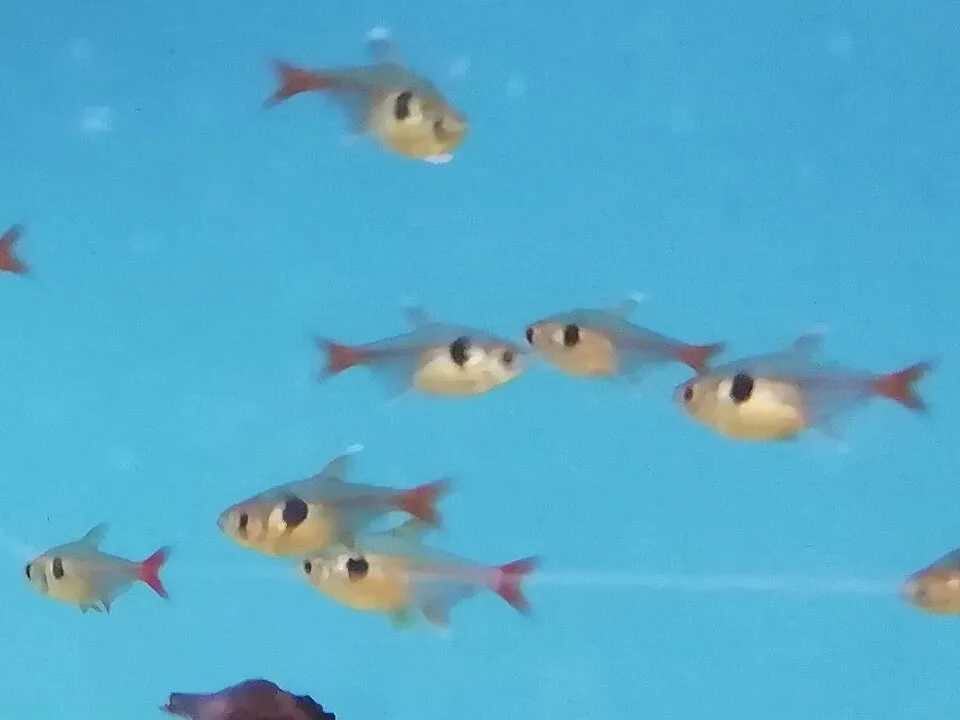 Yellow Phantom Tetra (Hyphessobrycon roseus)