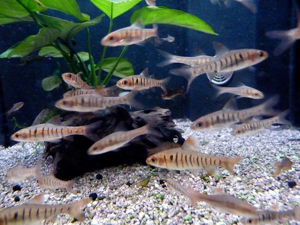 African Banded Barb (Barbus fasciolatus)