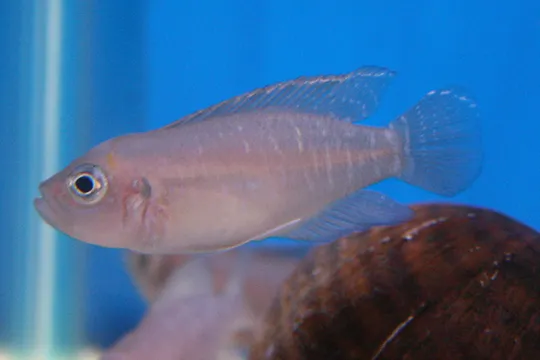 Brevis Shell Dweller (Neolamprologus brevis)