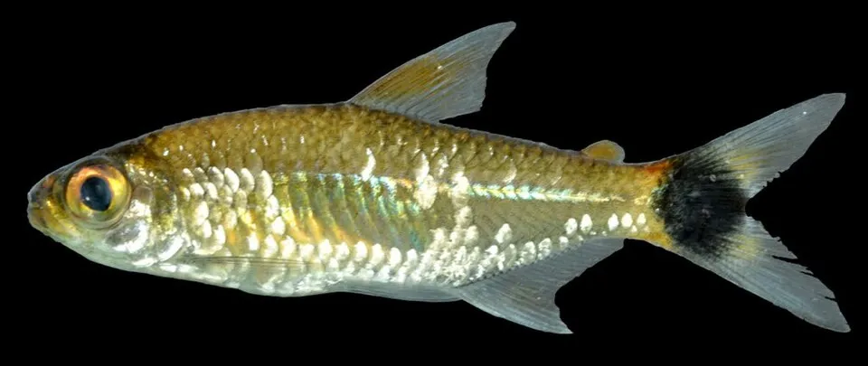 Ceros Tetra (Moenkhausia ceros)