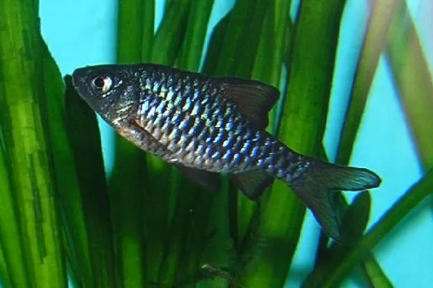 Checkered Barb (Oliotius oligolepis)