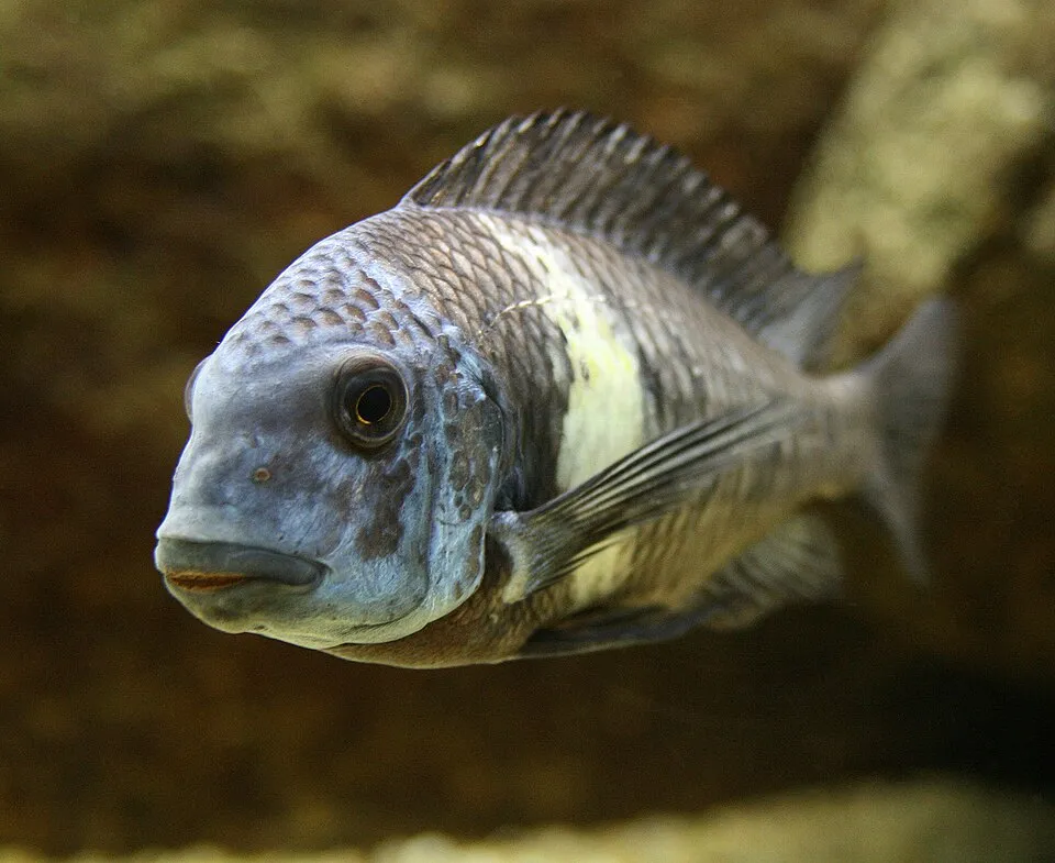 White-Spotted Cichlid (Tropheus duboisi)