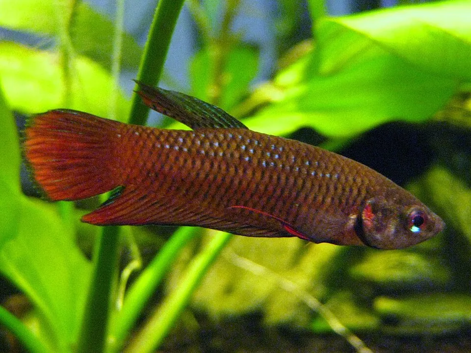 Chukai Betta (Betta tussyae)