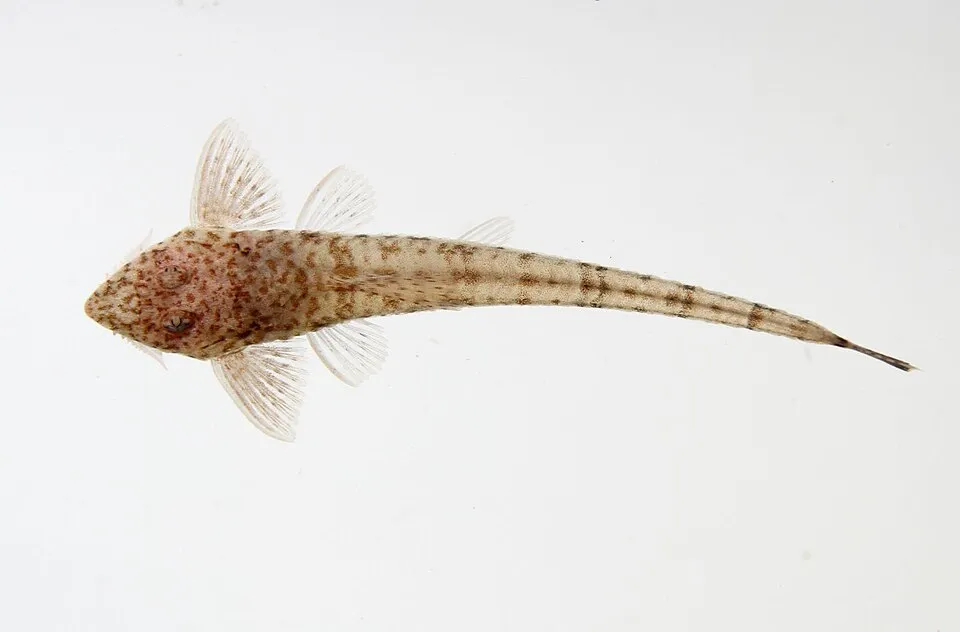 Whiptail catfish (Rineloricaria sp.)