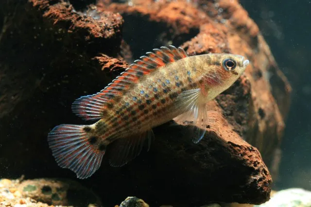 Burmese Badis (Badis ruber)