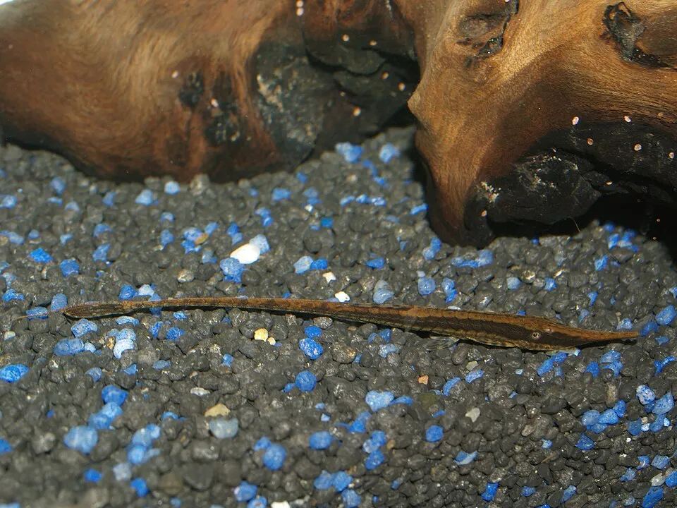 Twig catfish (Farlowella vittata)