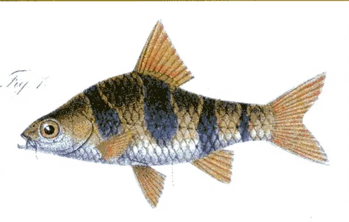 Snakeskin barb (Desmopuntius rhomboocellatus)